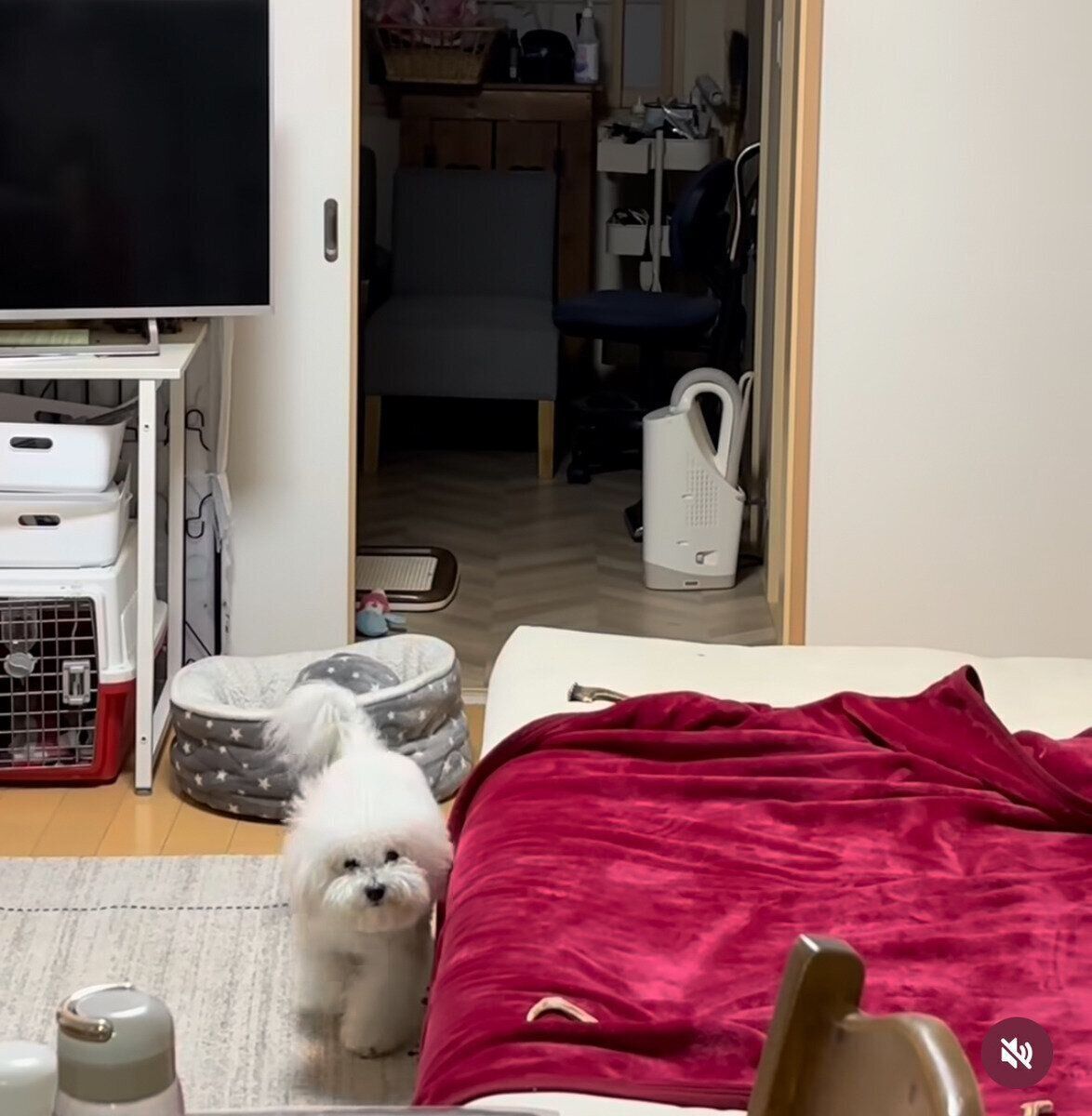 メルちゃんがどんどん近づいてきた……！