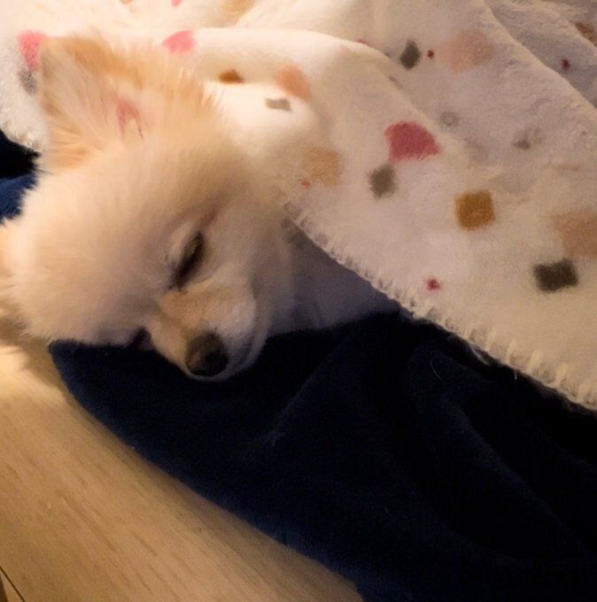 眠るすずちゃん 寝顔がかわいすぎる
