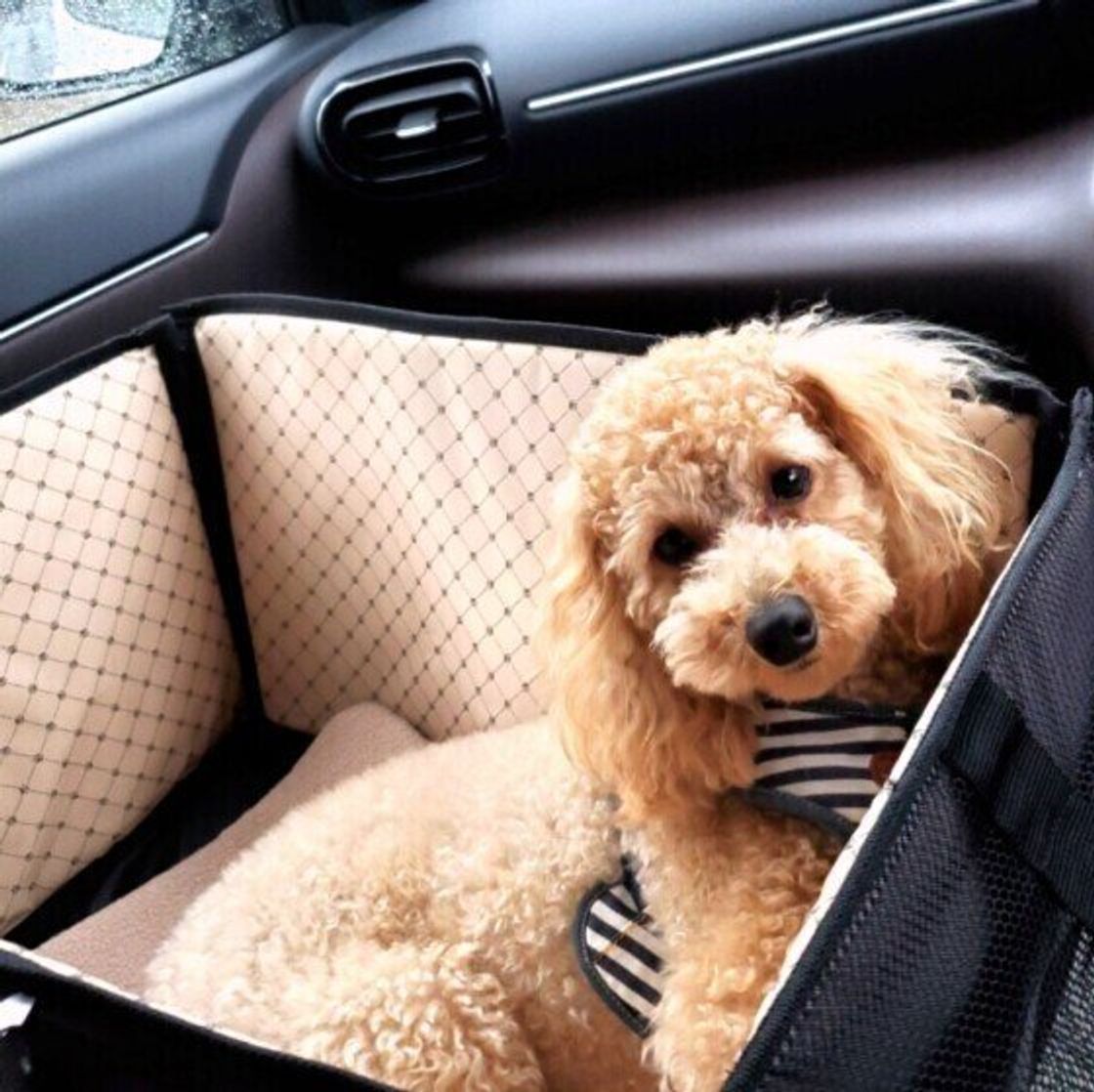 獣医師監修 愛犬とのドライブを楽しむための準備とドライブのコツとは いぬのきもちweb Magazine 獣医師監修 愛犬とのドライブを楽しむための準備とドライブのコツとは いぬのきもちweb Magazine