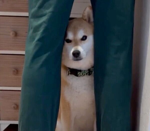 「ボクも行きたい」と訴えるラテくん