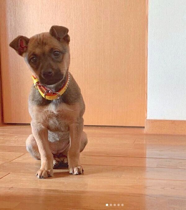 見つめるハロちゃん