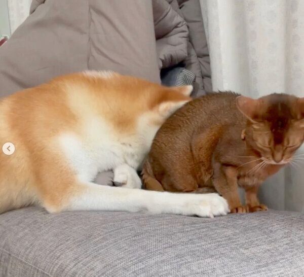 ランサーちゃんに何かを訴えているみつきちゃん
