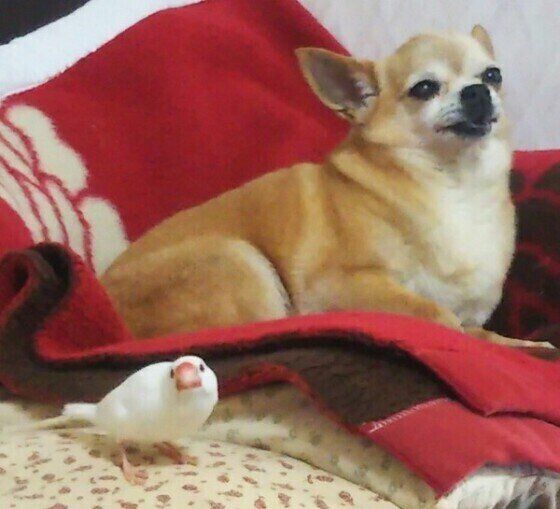 チワワ・ペコちゃん・文鳥と