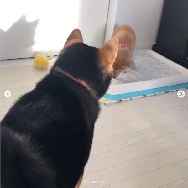 妹のトイレを見守る柴犬