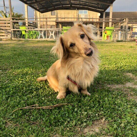 ダックスフンド