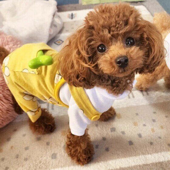 トイ・プードルのはる（春）ちゃん