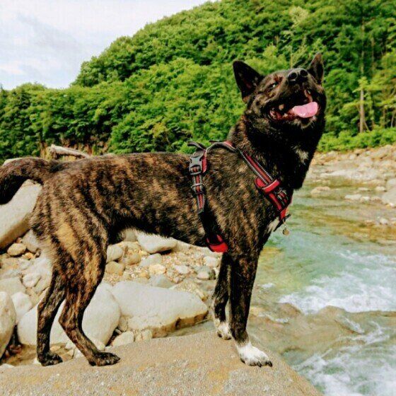 甲斐犬の雪虎くん