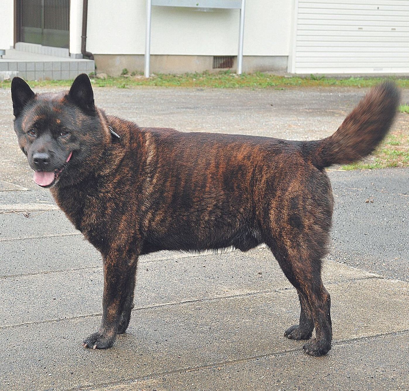 北海道犬 甲斐犬 四国犬 琉球犬 日本犬の魅力に触れよう いぬのきもちweb Magazine 北海道犬 甲斐犬 四国犬 琉球犬 日本犬の魅力に触れよう いぬのきもちweb Magazine