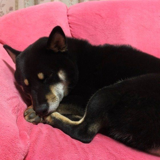 眠そうなココアちゃん