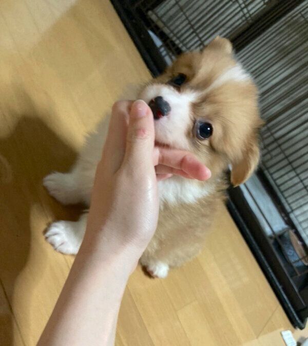 家族になったばかりの頃のぺぺちゃん