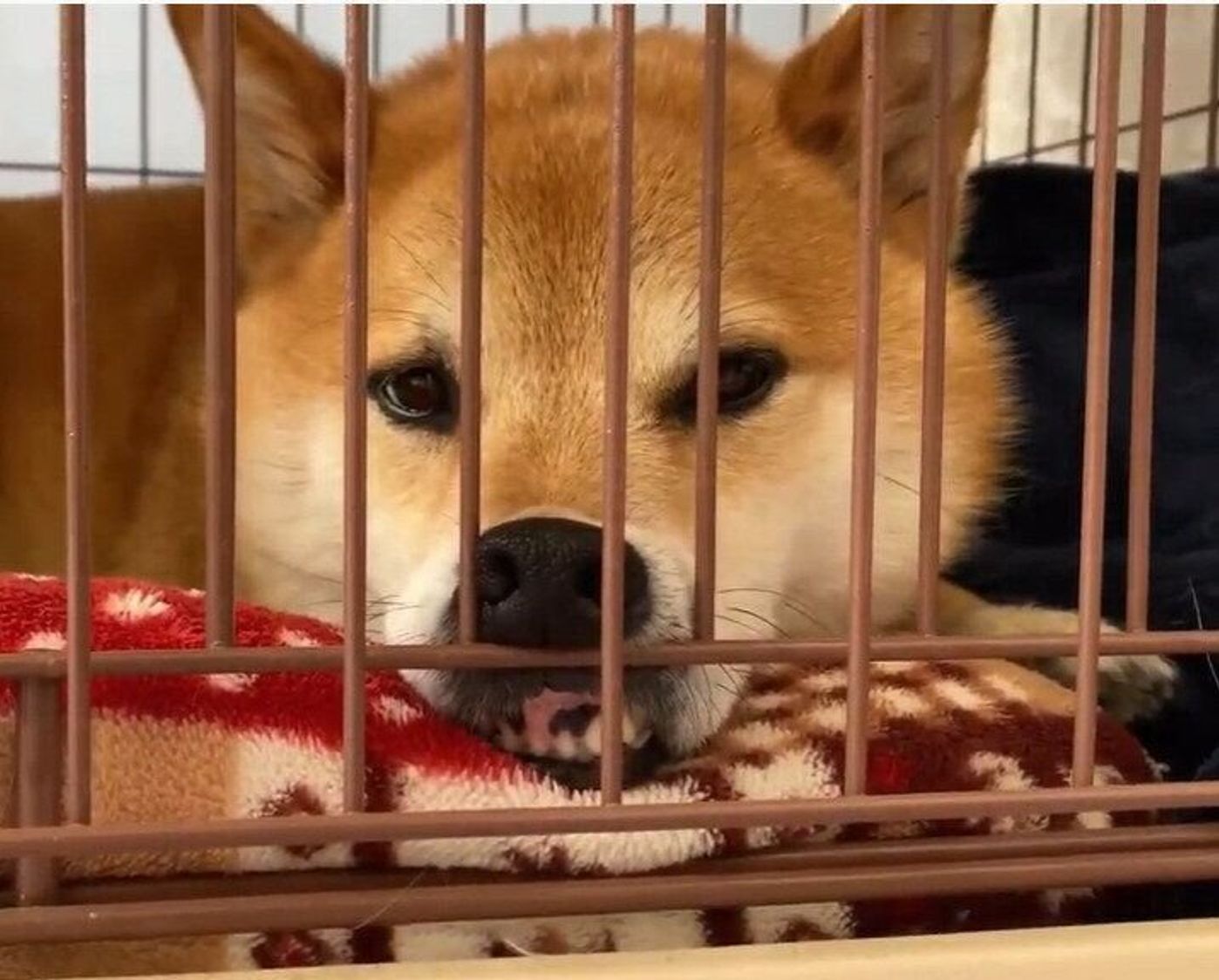 あの人 にソックリ ケージの柵に鼻を乗せてくつろぐ柴犬 いぬのきもちweb Magazine あの人 にソックリ ケージの柵に鼻を乗せてくつろぐ柴犬 いぬのきもちweb Magazine