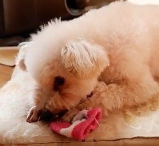 靴下大好き♡プリンちゃん