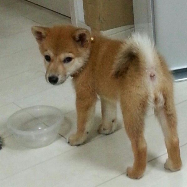 ご飯を待っている柴犬の子犬