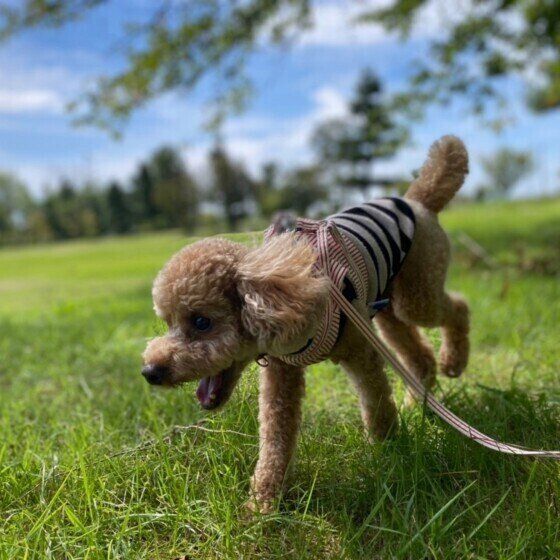 公園を散歩するトイ・プードルの凛くん