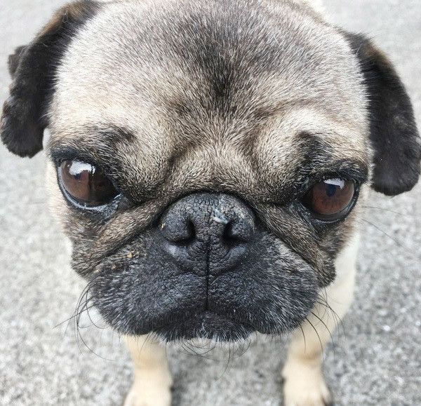 見つめるおパグ