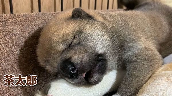 眠る茶太郎くん