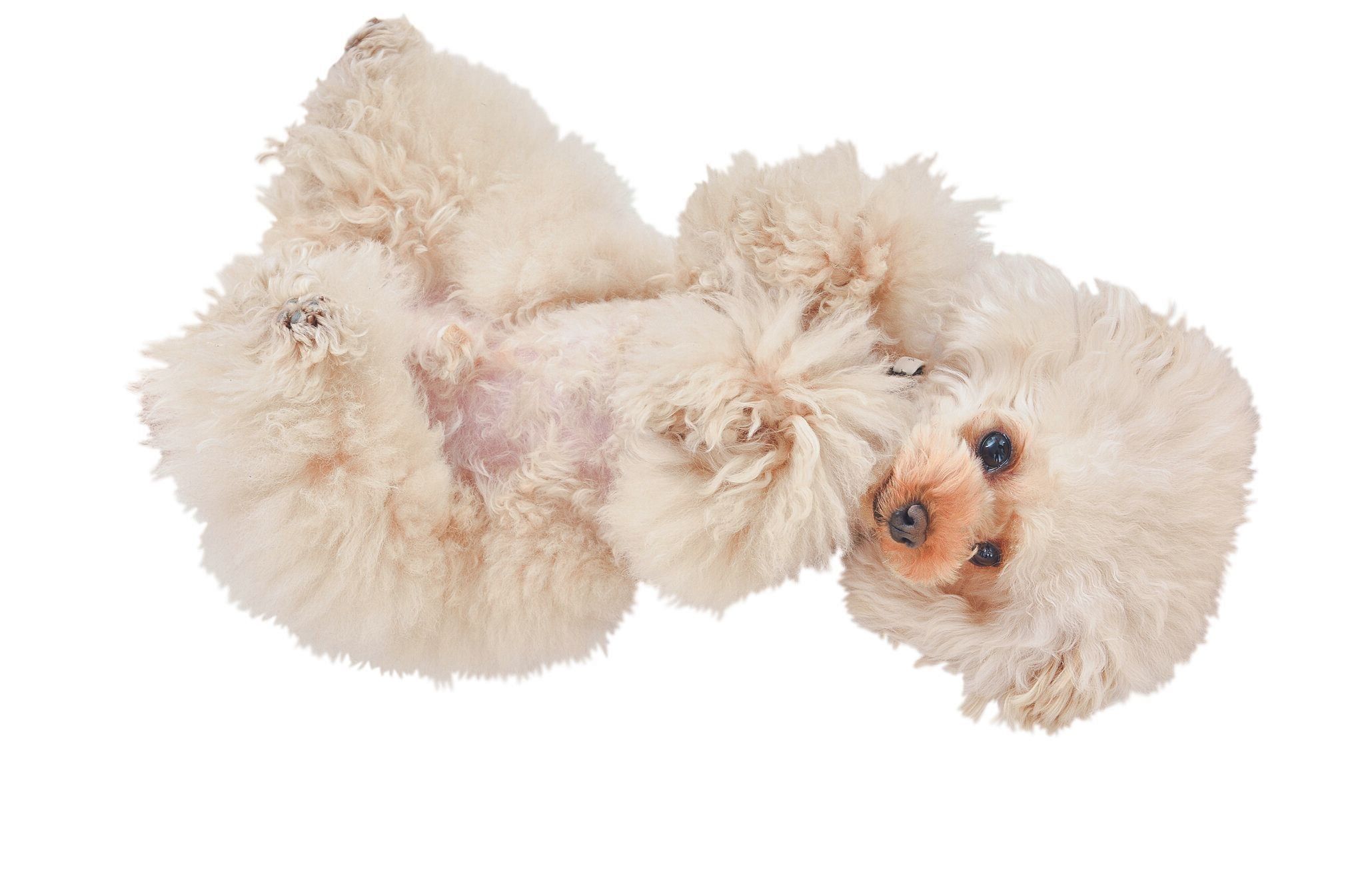 無防備な姿を見せるのは愛が届いている証し！