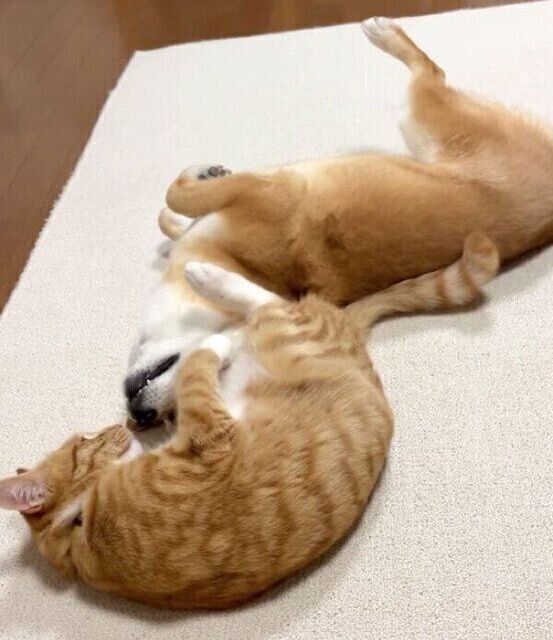 じゃれ合うぷくちゃんとりんくん