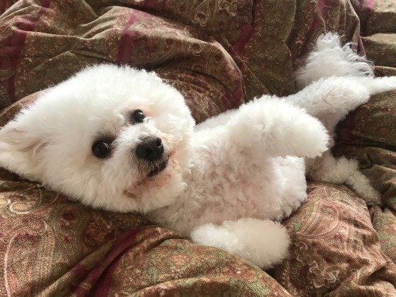 布団でゴロゴロしているビション・フリーゼ