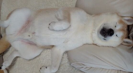 気持ちよさそうに眠るタロウくん