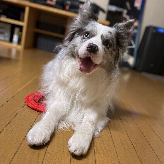 ボーダー・コリーのジュニアくん