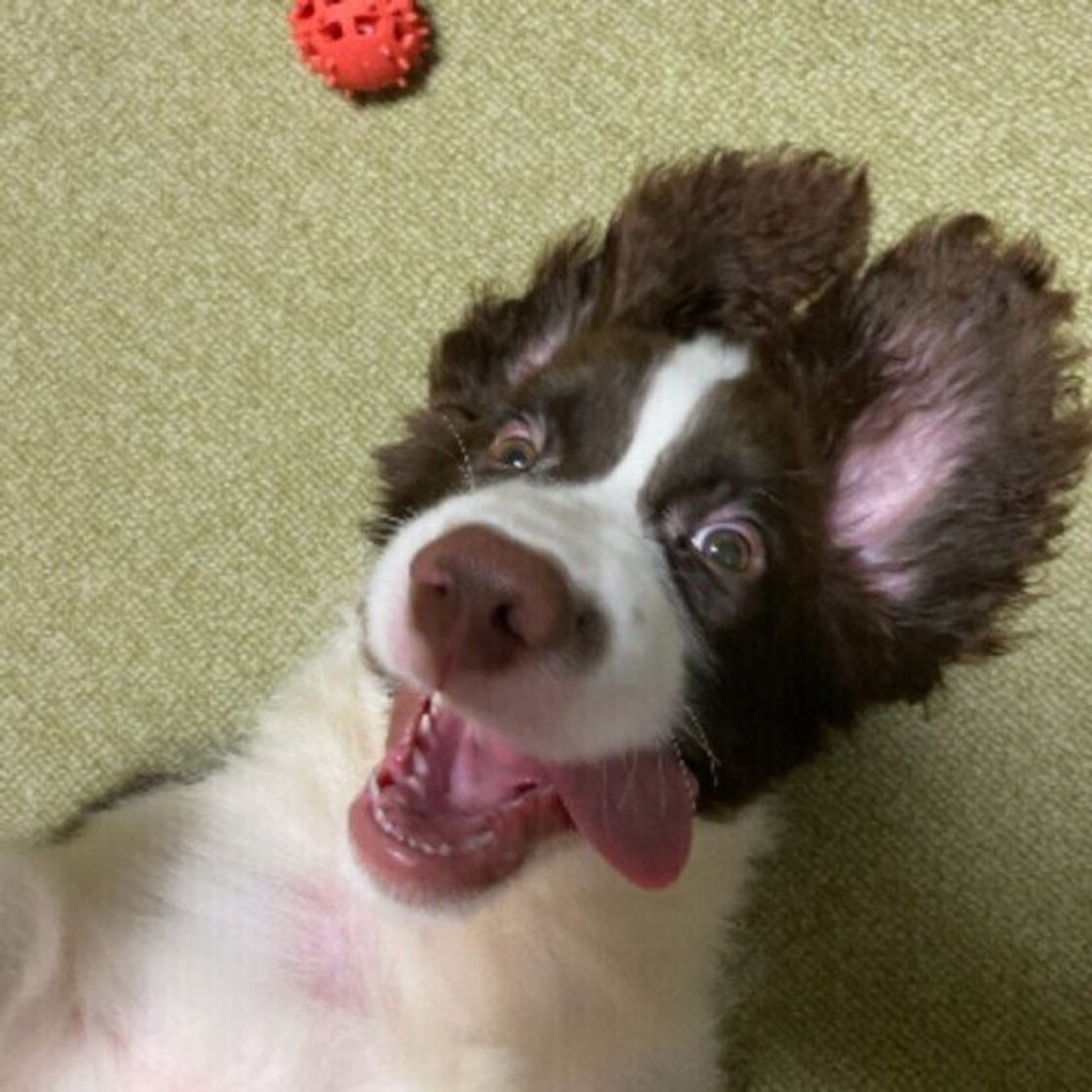 普段とのギャップがたまらない 犬たちの変顔をご覧あれ いぬのきもちweb Magazine 普段とのギャップがたまらない 犬たちの変顔をご覧あれ いぬのきもちweb Magazine