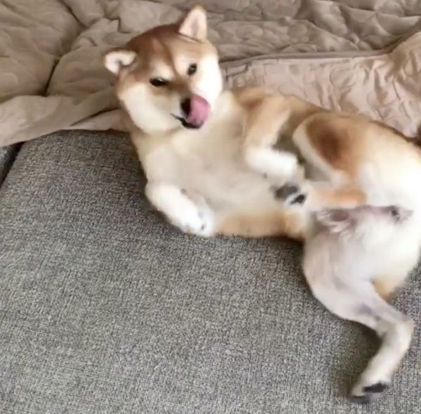 妹を見つめて固まる柴犬