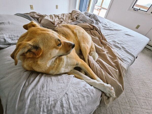 ベッドをぐちゃぐちゃにする幸子ちゃん
