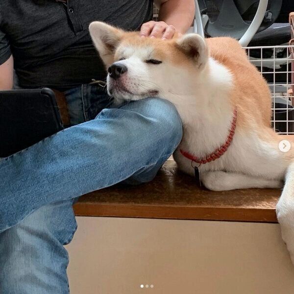 パパさんの足にあご乗せするジロウくん