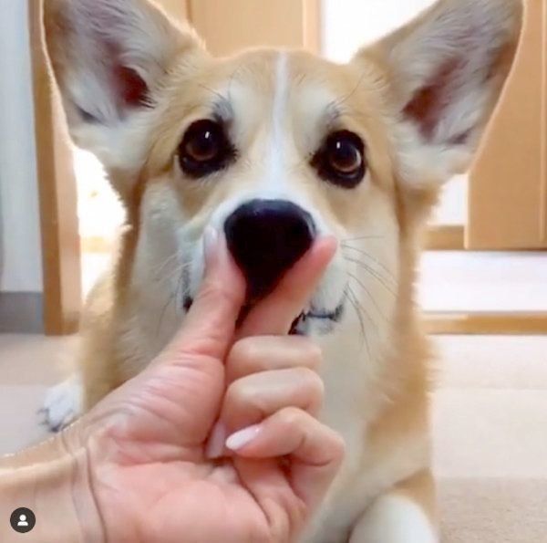 芸達者なコーギー