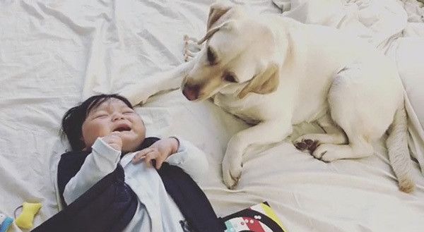 赤ちゃんとラブラドール・レトリーバー