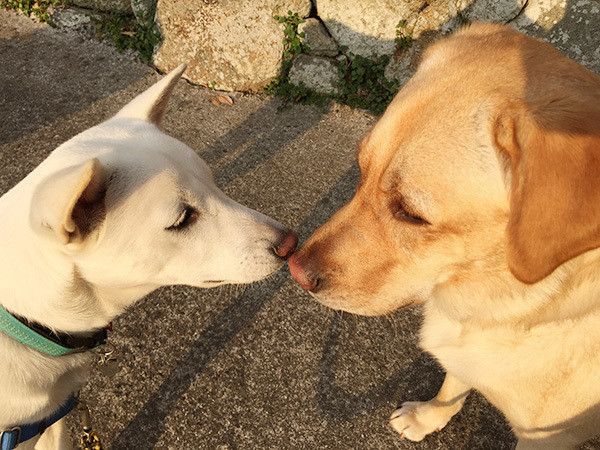 見つめあう犬