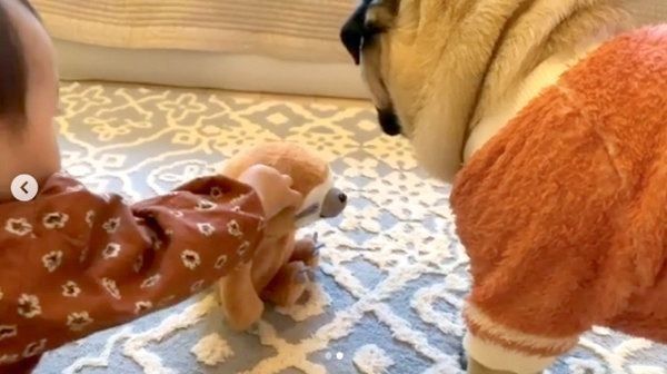 ぬいぐるみを見て興奮するぱぐぞうくん