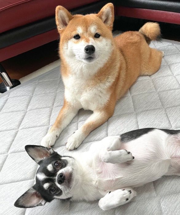 仲良くまったりするあずきちゃん、いくらちゃん