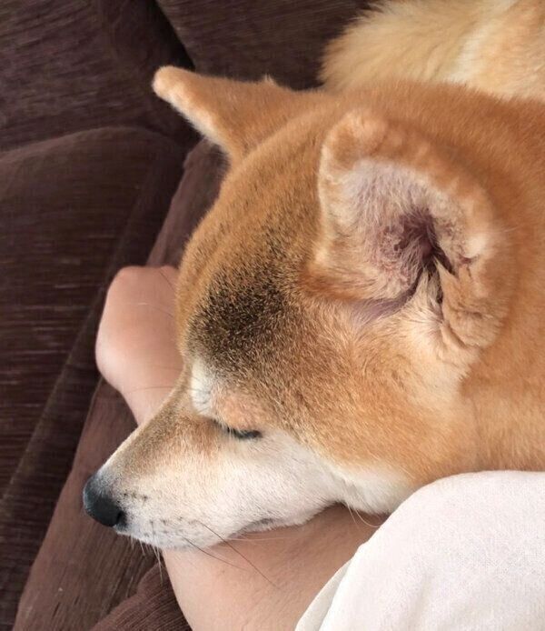 腕枕で眠るももちゃん