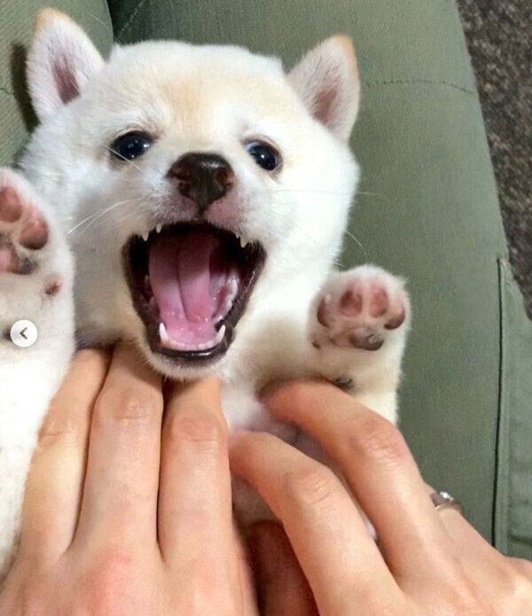 無邪気なモチ代さん