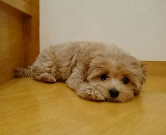 獣医師監修 犬に牛乳はng その理由とあげてもokな種類とは いぬのきもちweb Magazine