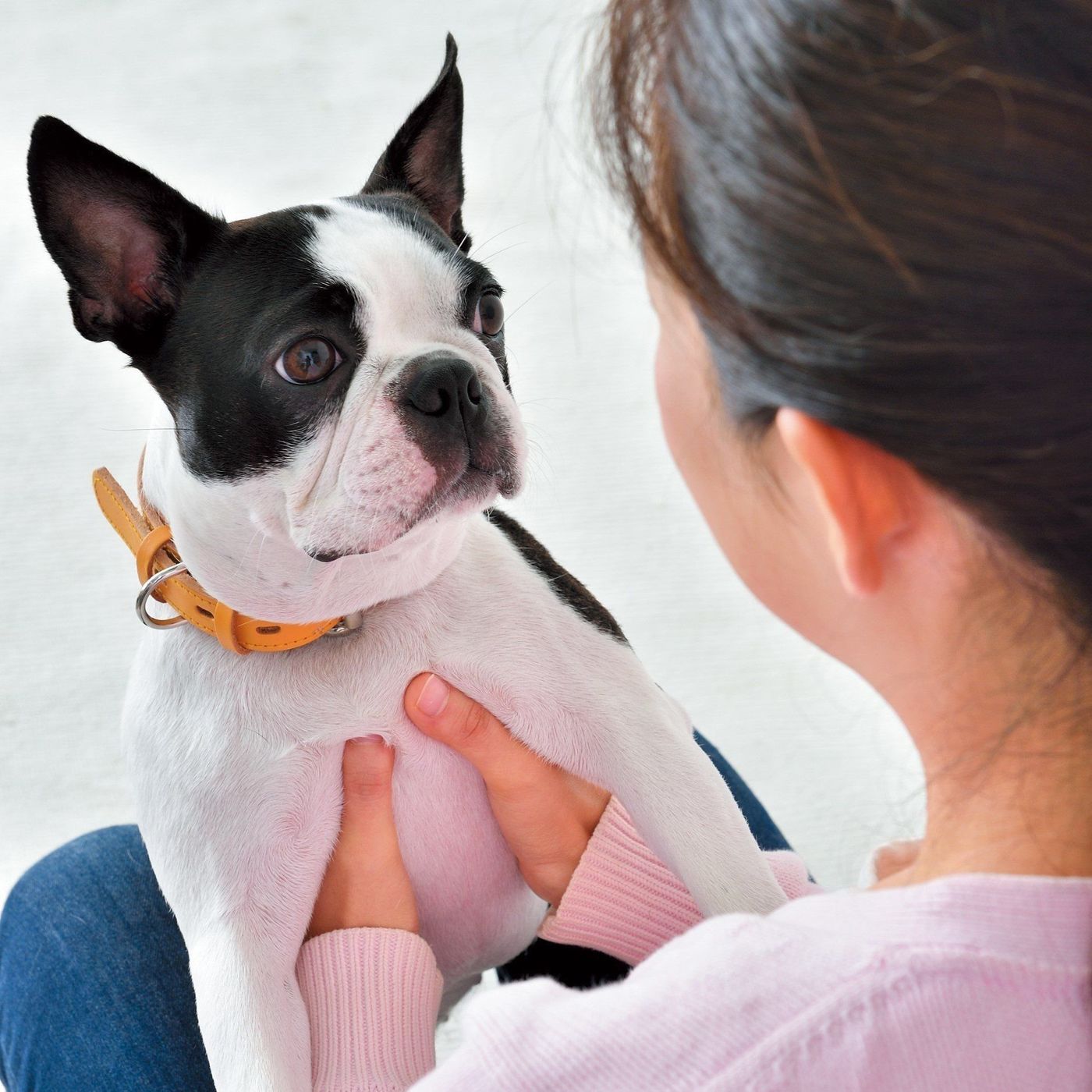 犬はなぜ吠える 生態を知れば解決する 困った吠え いぬのきもちweb Magazine 犬はなぜ吠える 生態を知れば解決する 困った吠え いぬのきもちweb Magazine
