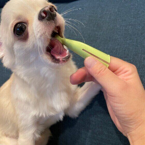 歯周病？ 犬の口がクサイ！ と感じた時にするべきこと いぬのきもち