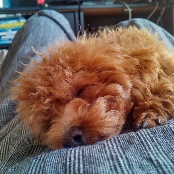 これって老化？それとも病気？見過ごしがちな犬の症状とは