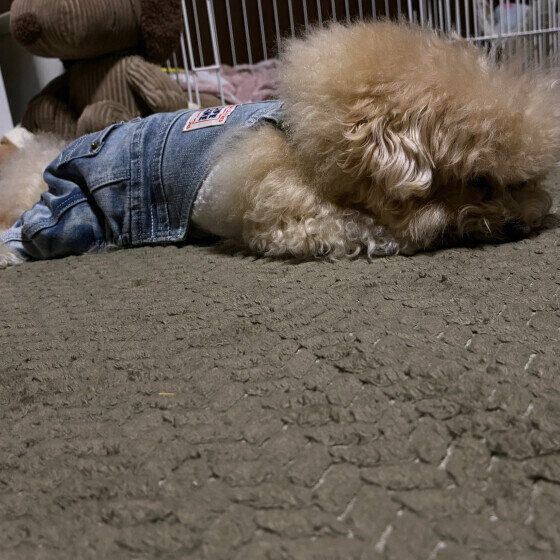 優瑠  Ｍｉｘ（雑種）小型犬