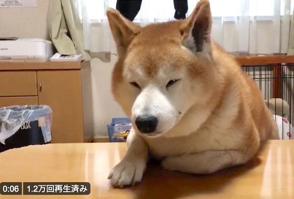 テーブルにもたれかかってくつろぐロペさん