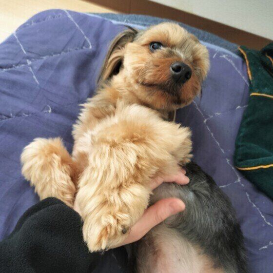 お腹を撫でてもらって気持ちよさそうなヨークシャー・テリア