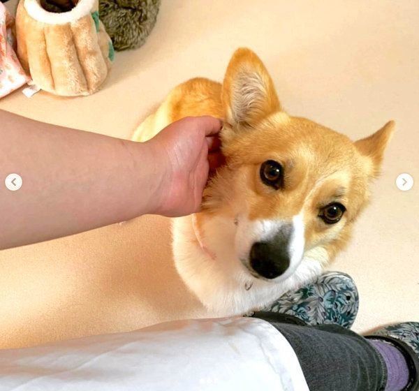 元保護犬・コーギーのゆずちゃん