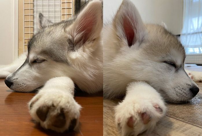 寝相が変わらないさくらちゃん