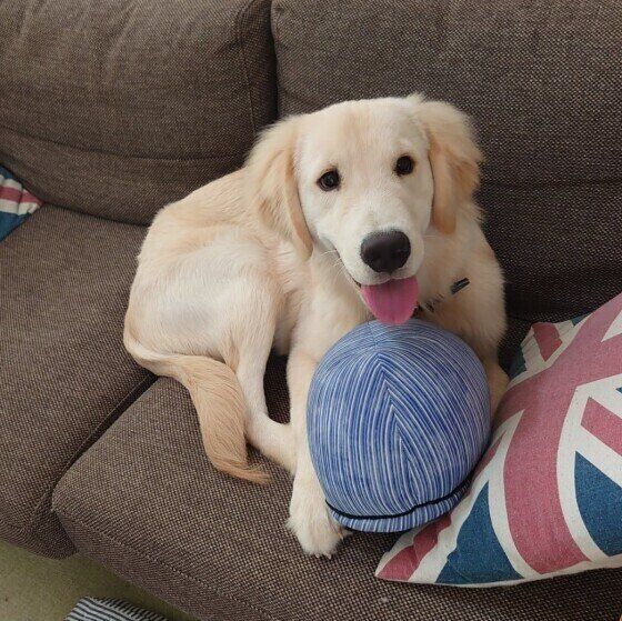 ソファでくつろぐゴールデン・レトリーバー