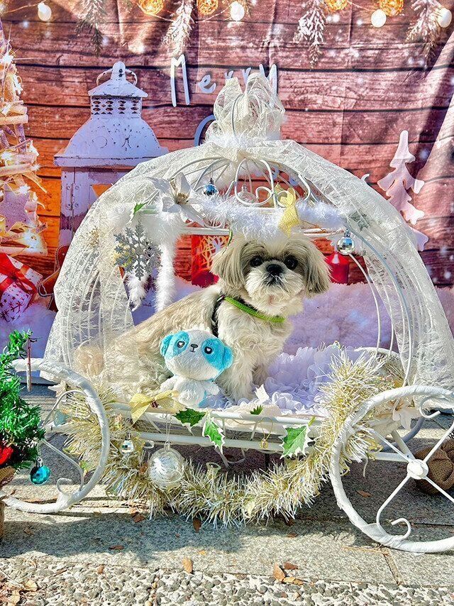 シーズー犬マンガてんぽshihtzu