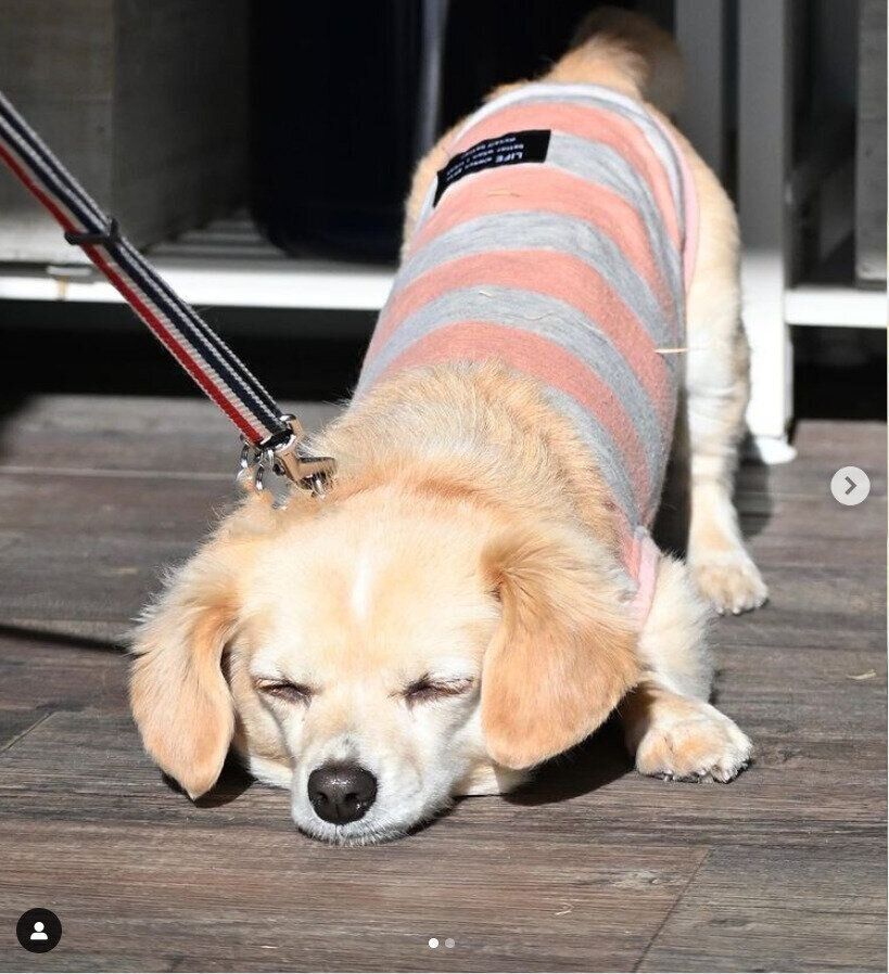 帰りたくないミミちゃん（MIX、メス）