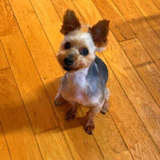 ヨークシャー・テリア