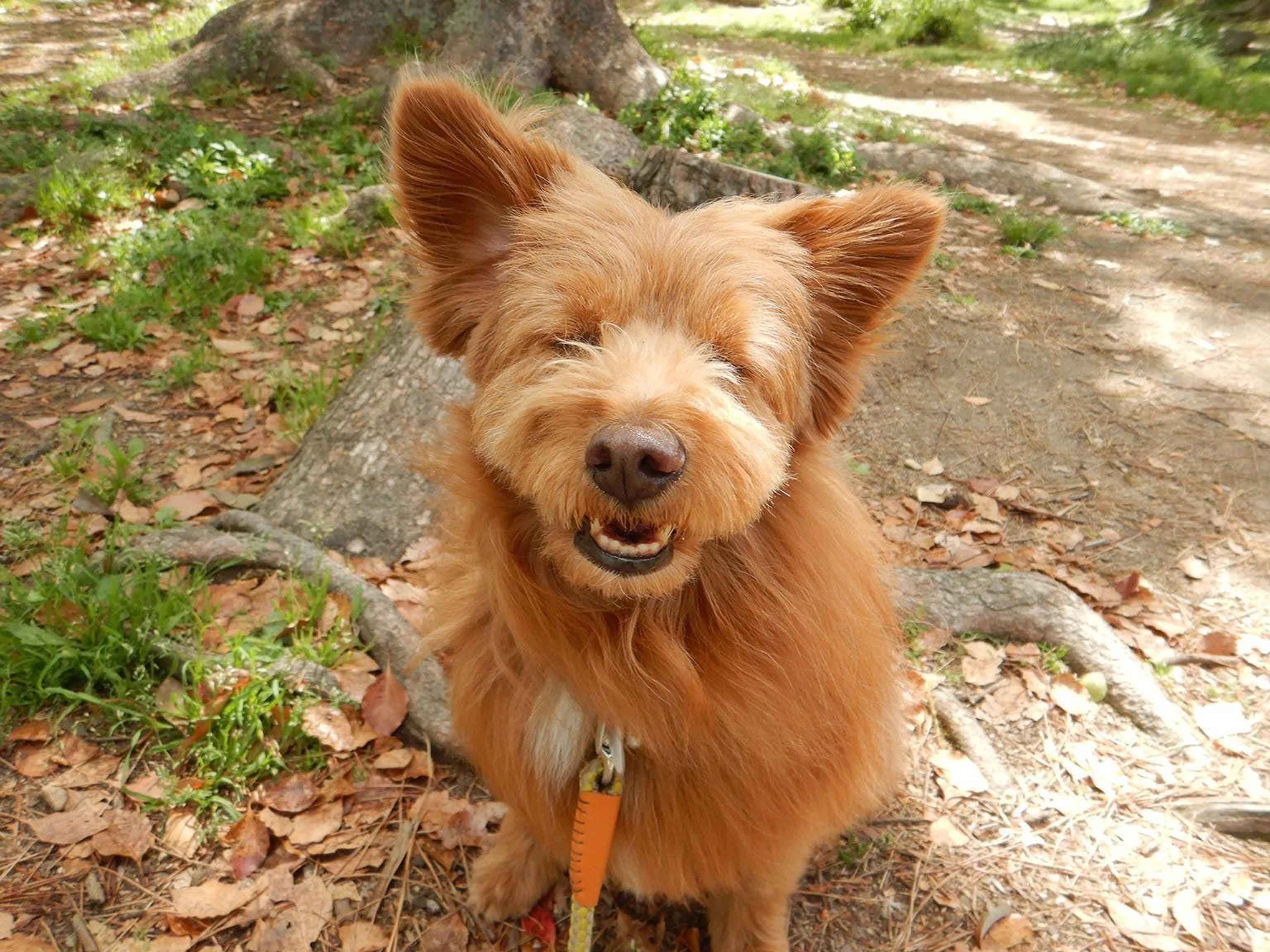 風が強い日は別犬に変身 するもふもふ犬 連載 こぐま犬てんすけ Vol 48 いぬのきもちweb Magazine 風が強い日は別犬に変身 するもふもふ犬 連載 こぐま犬てんすけ Vol 48 いぬのきもちweb Magazine